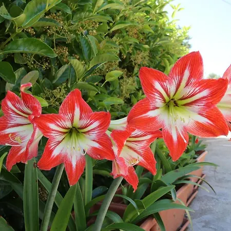Roseti Di Campi * 圣维托诺曼
